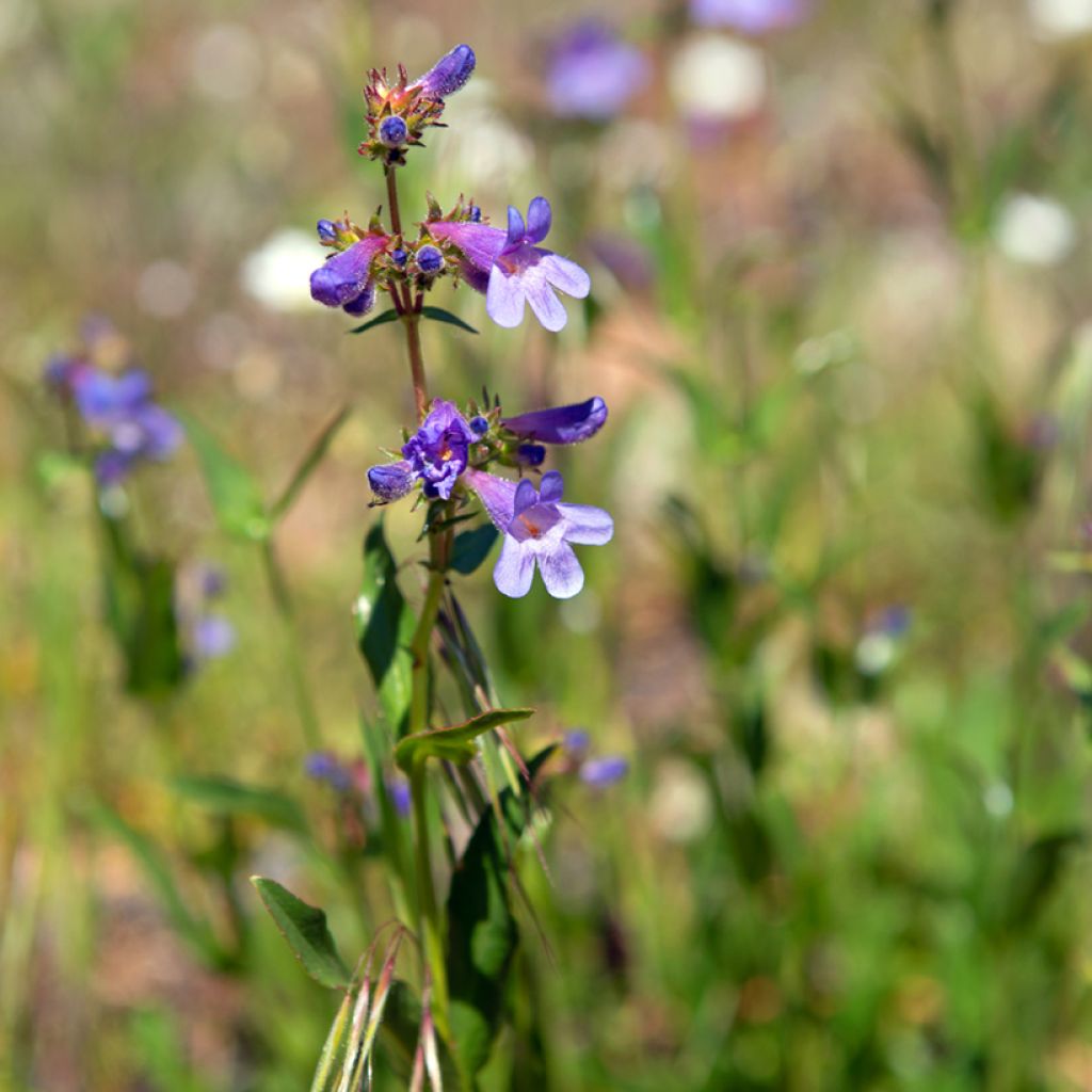 Penstemon virens - Galane