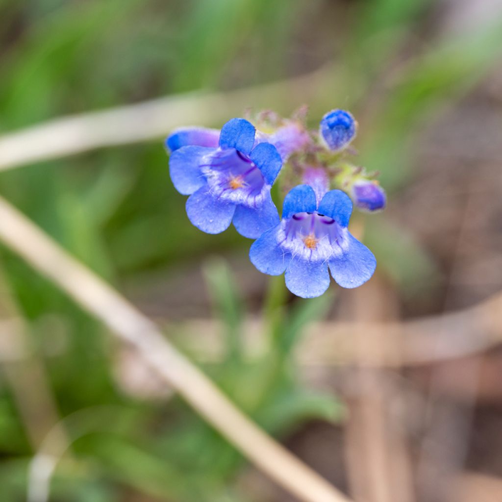 Penstemon virens - Galane