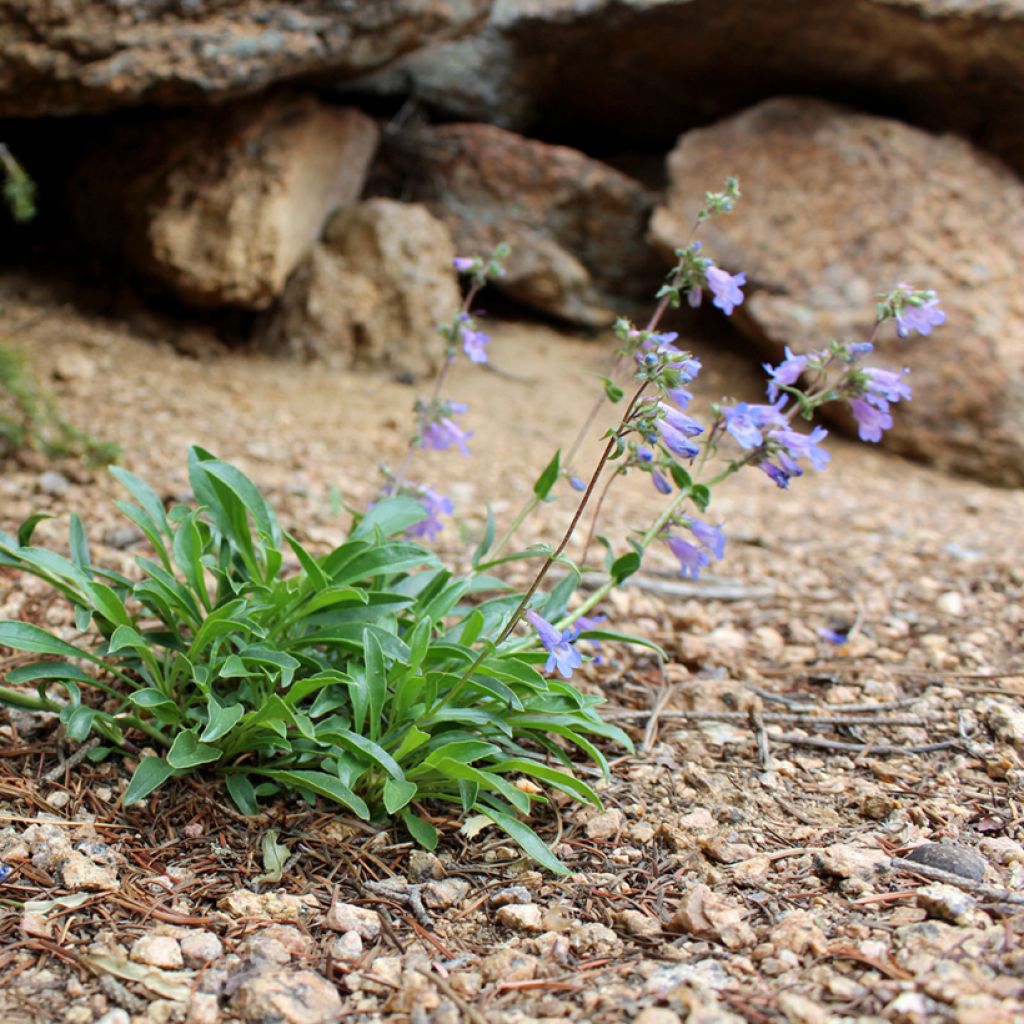 Penstemon virens - Galane