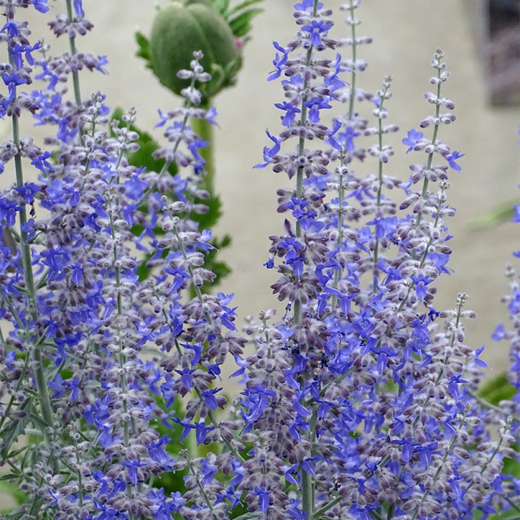 Perovskia atriplicifolia Prime time - Sauge d'Afghanistan