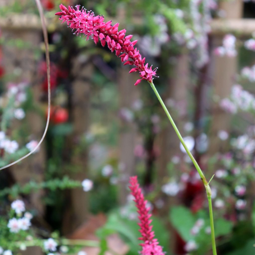 Persicaria amplexicaulis Speciosa - Persicaire - Renouée Speciosa