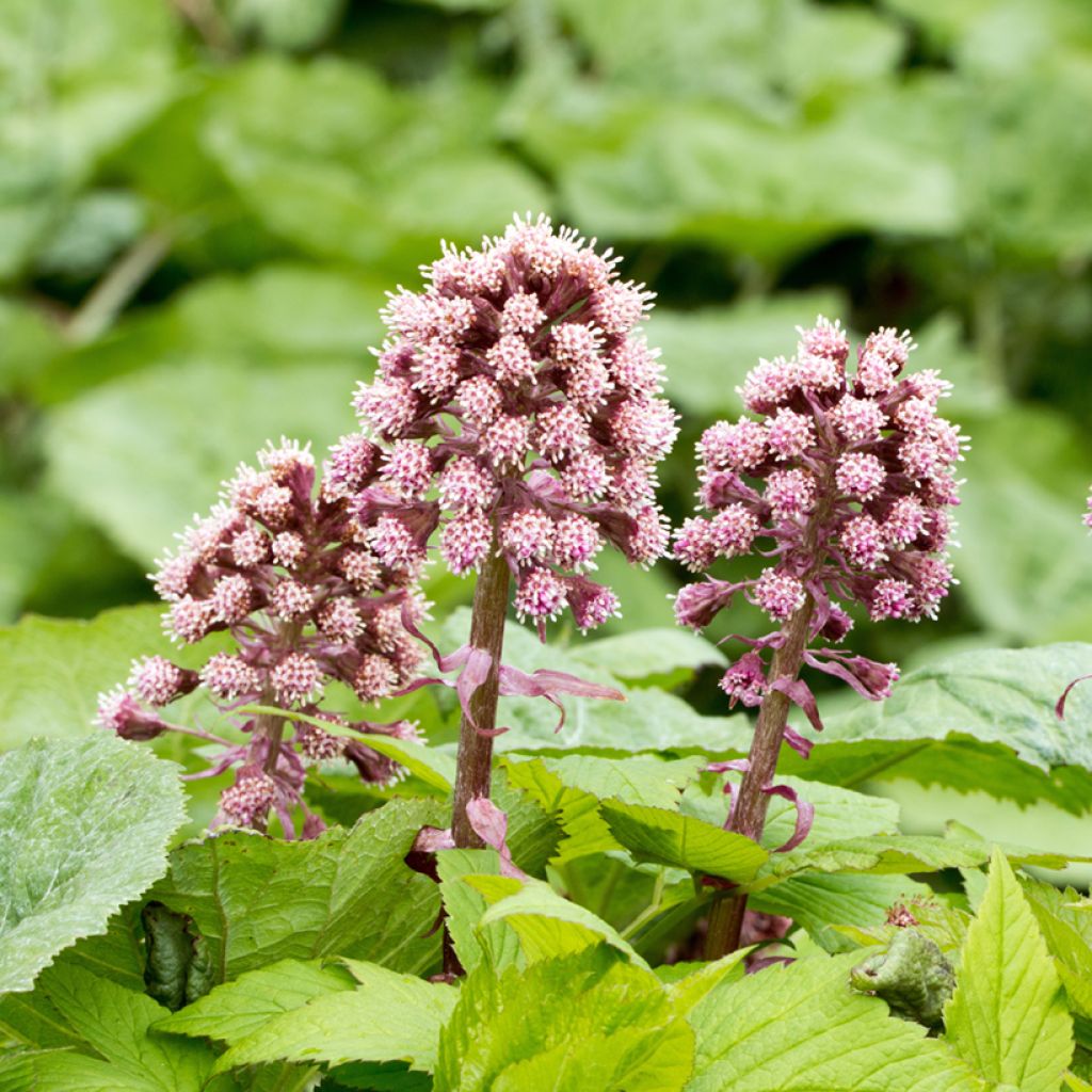 Petasites hybridus