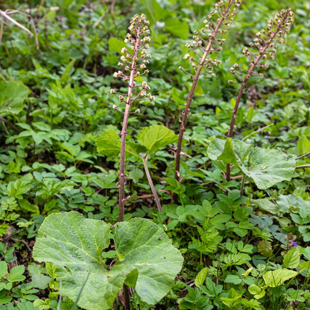 Petasites hybridus