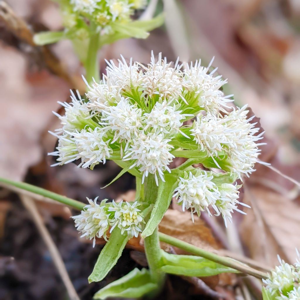 Petasites hybridus