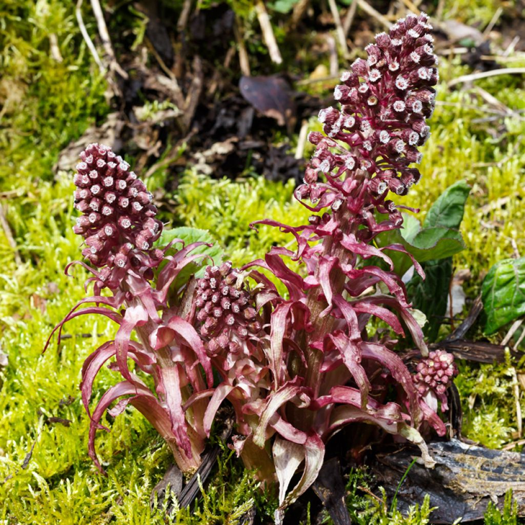 Petasites hybridus