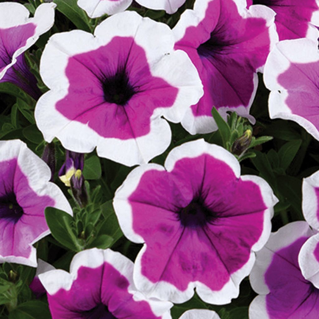 Petunia Red Carpet Collection Rimarkable
