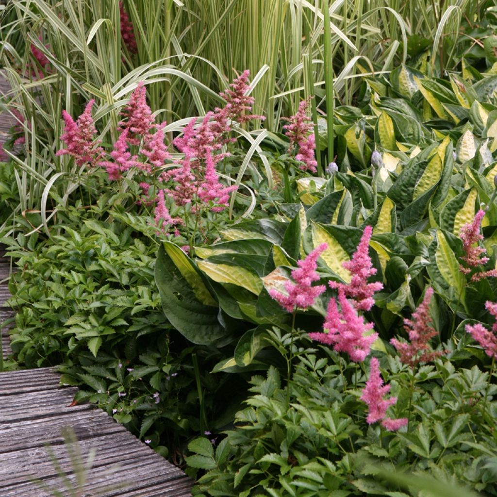 Phalaris arundinacea Picta - Alpiste faux-roseau 