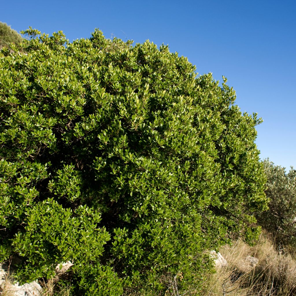 Phillyrea latifolia - Filaire à larges feuilles