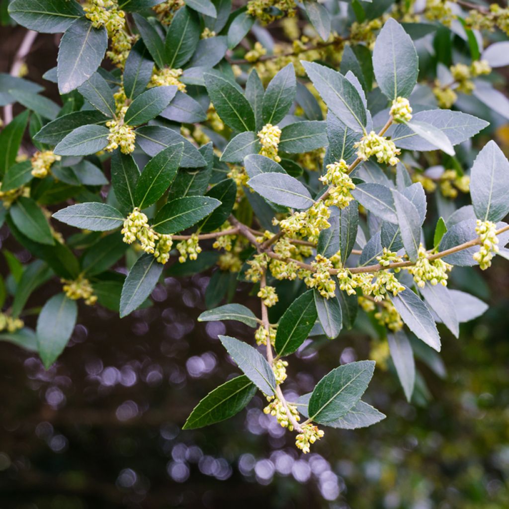 Phillyrea latifolia - Filaire à larges feuilles