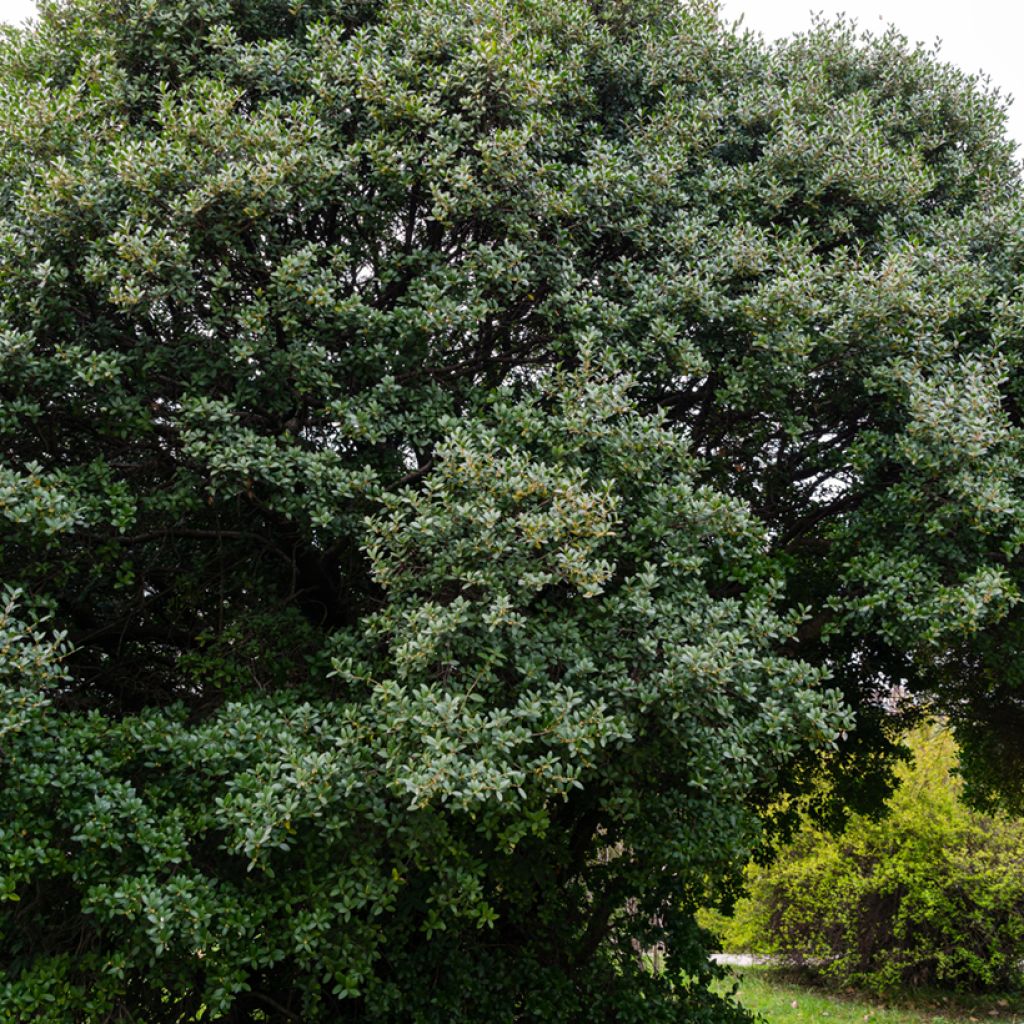 Phillyrea latifolia - Filaire à larges feuilles