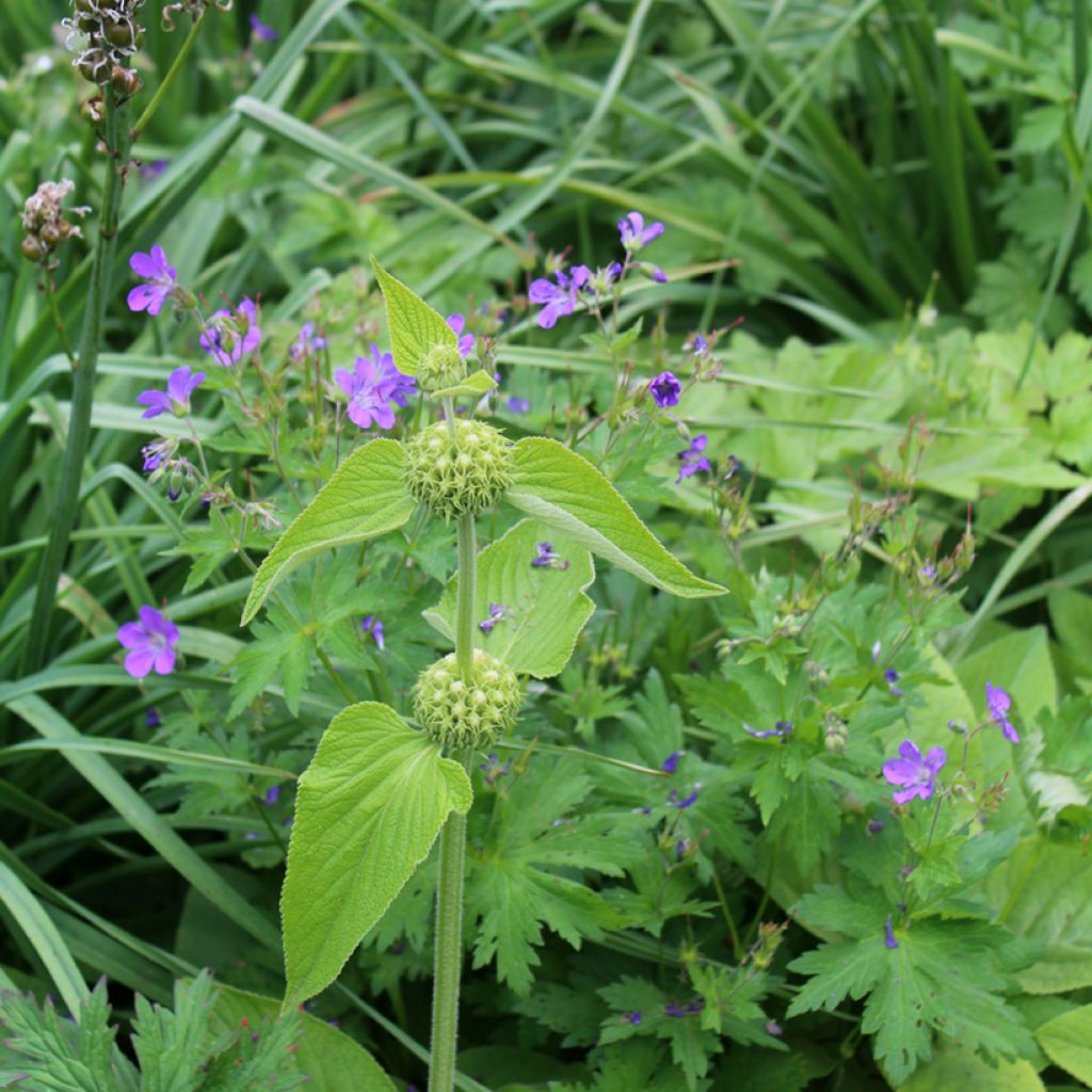 Phlomis de Russell - Phlomis russeliana