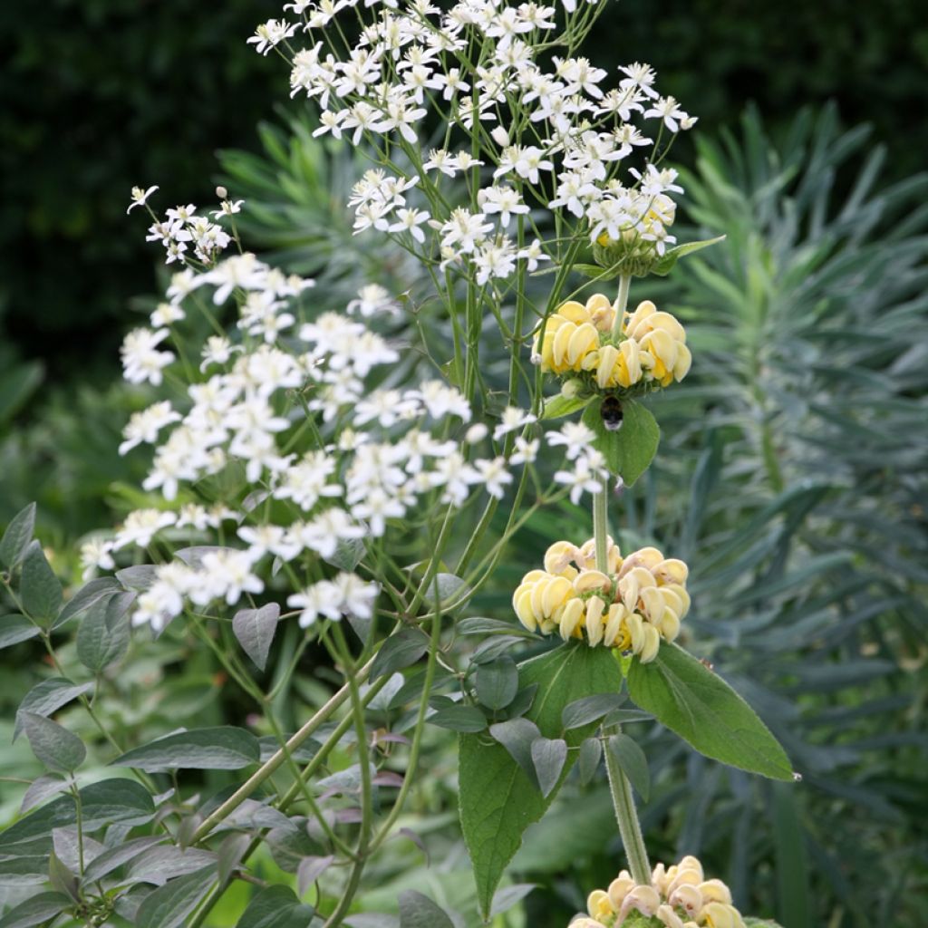 Phlomis de Russell - Phlomis russeliana