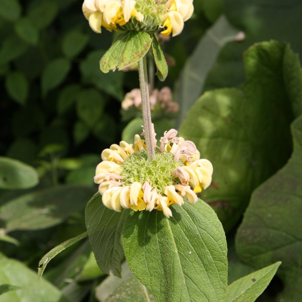 Phlomis fruticosa - Sauge de Jérusalem