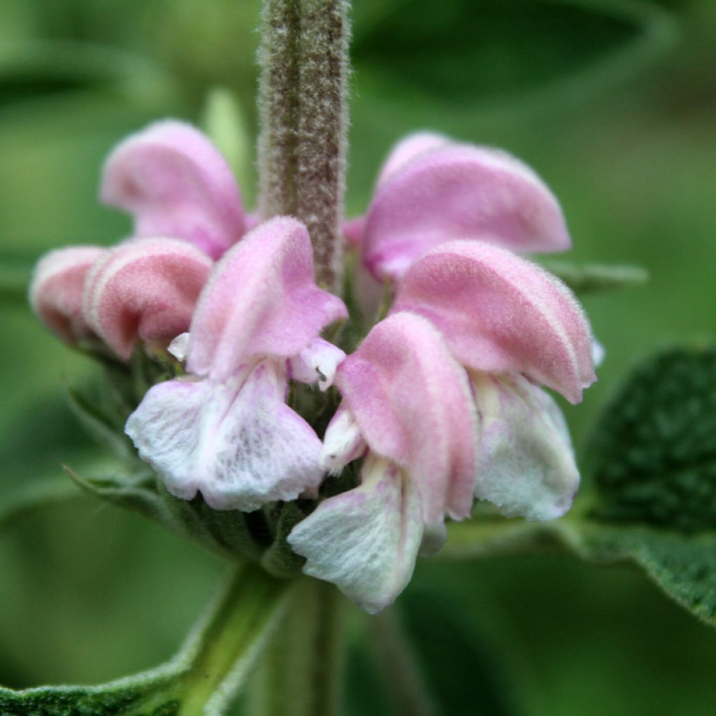 Phlomis purpurea - Sauge de Jérusalem pourpre