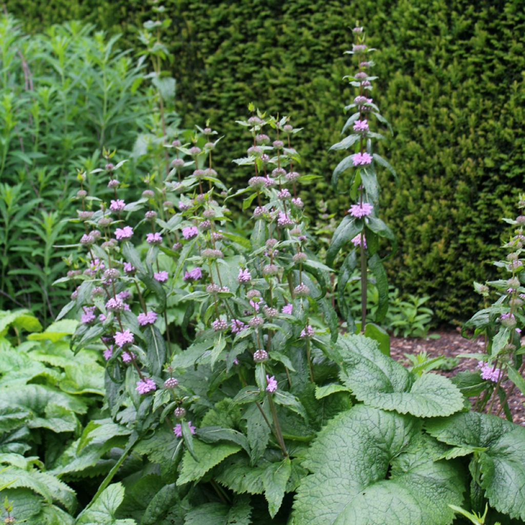 Phlomis tubéreux - Phlomis tuberosa Amazone