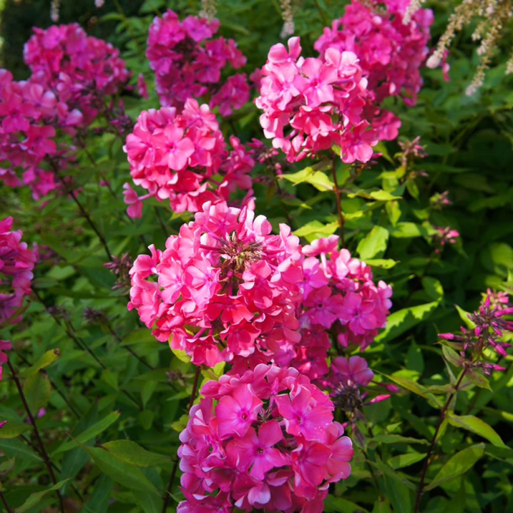 Phlox paniculata Windsor - Phlox paniculé rose vif