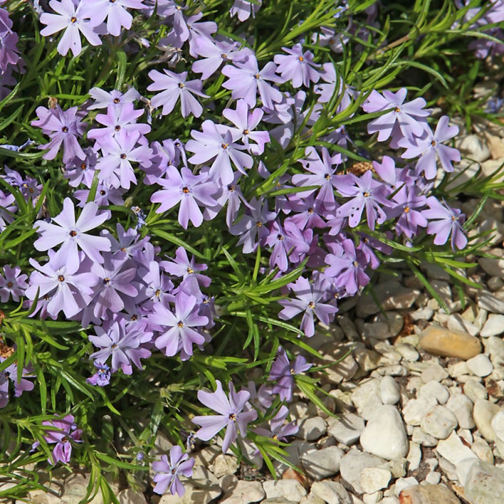 Phlox subulata Emerald Cushion Blue - Phlox mousse bleu clair