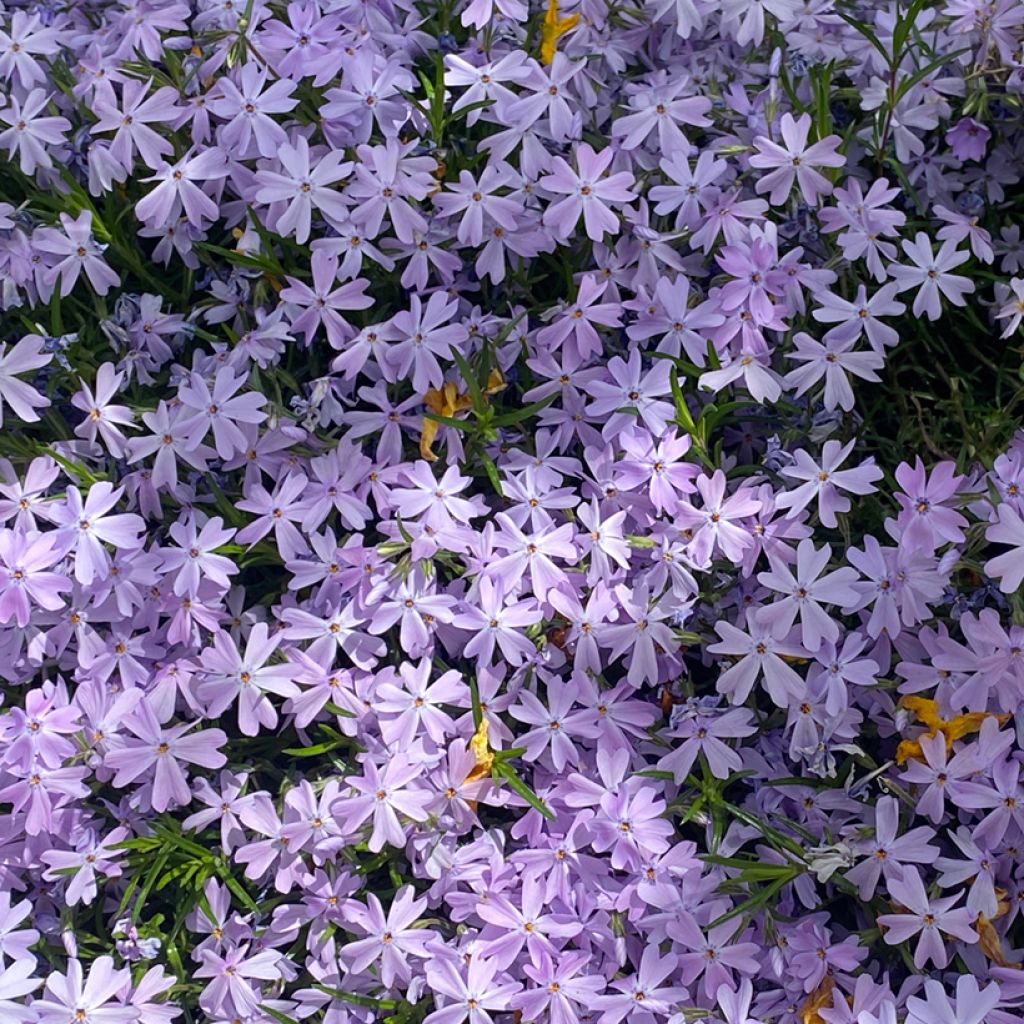 Phlox subulata Emerald Cushion Blue - Phlox mousse bleu clair