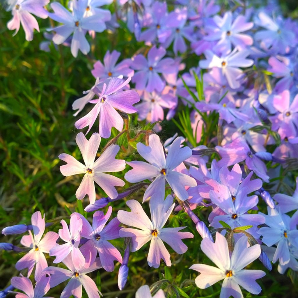 Phlox subulata Emerald Cushion Blue - Phlox mousse bleu clair