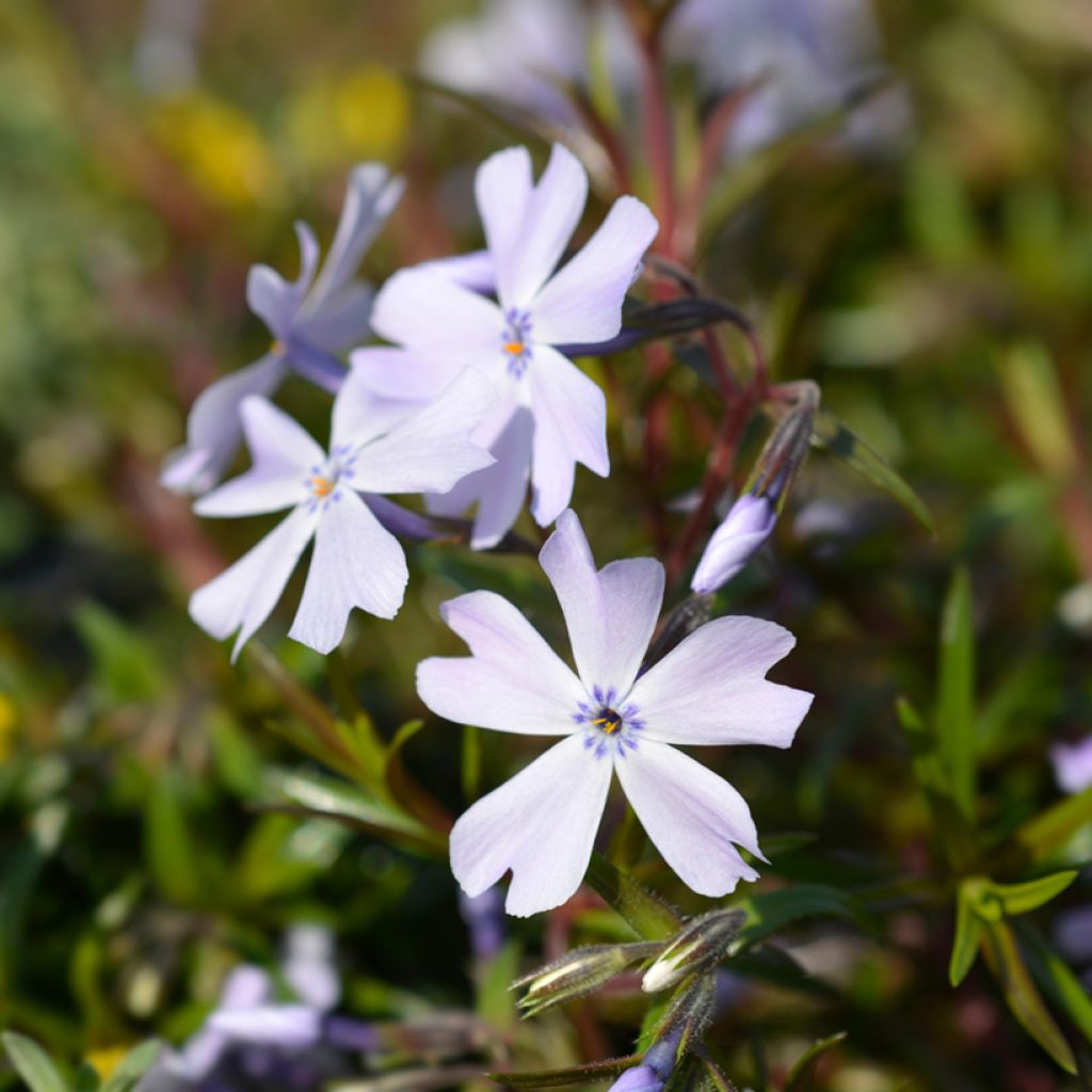 Phlox subulata Emerald Cushion Blue - Phlox mousse bleu clair