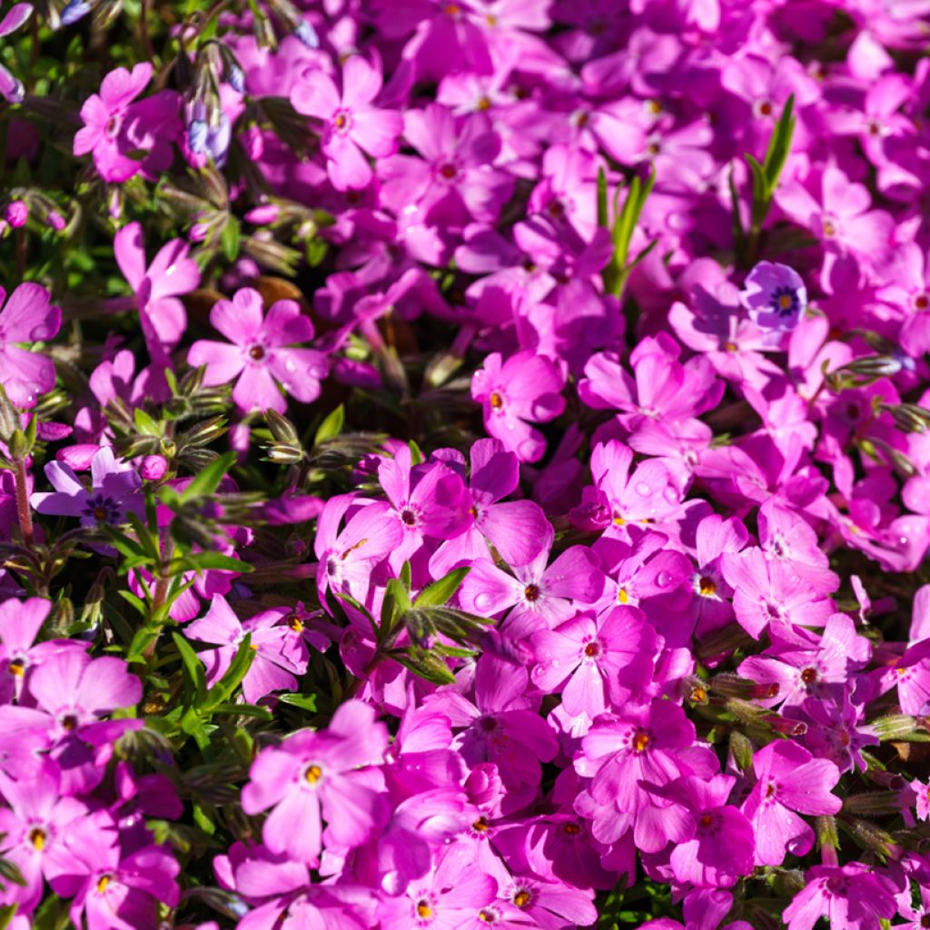 Phlox subulata McDaniel's Cushion - Phlox mousse