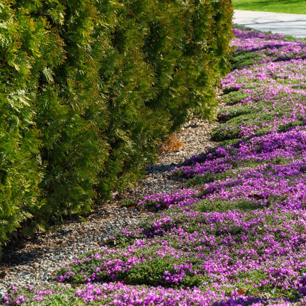 Phlox subulata McDaniel's Cushion - Phlox mousse