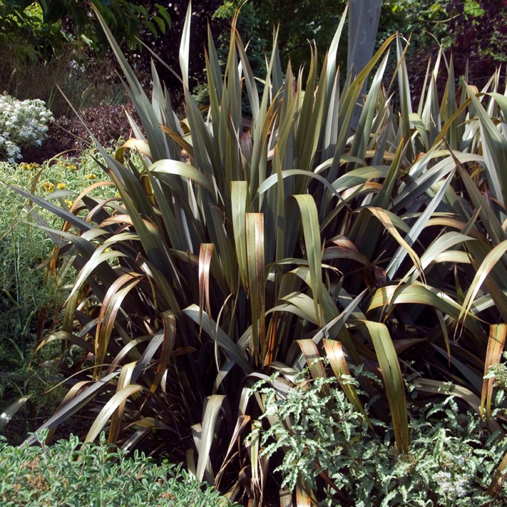 Phormium Bronze Baby - Lin de Nouvelle-Zélande