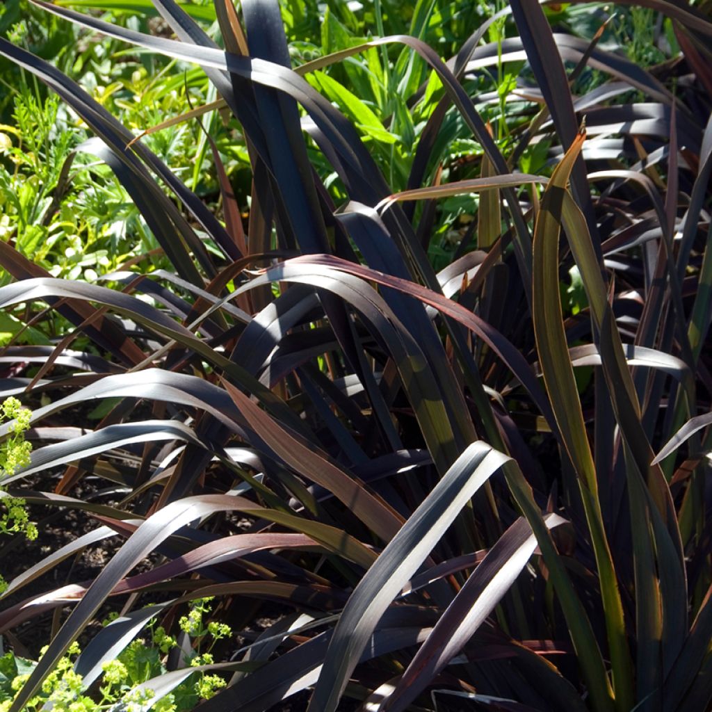 Phormium Platts Black - Lin de Nouvelle-Zélande