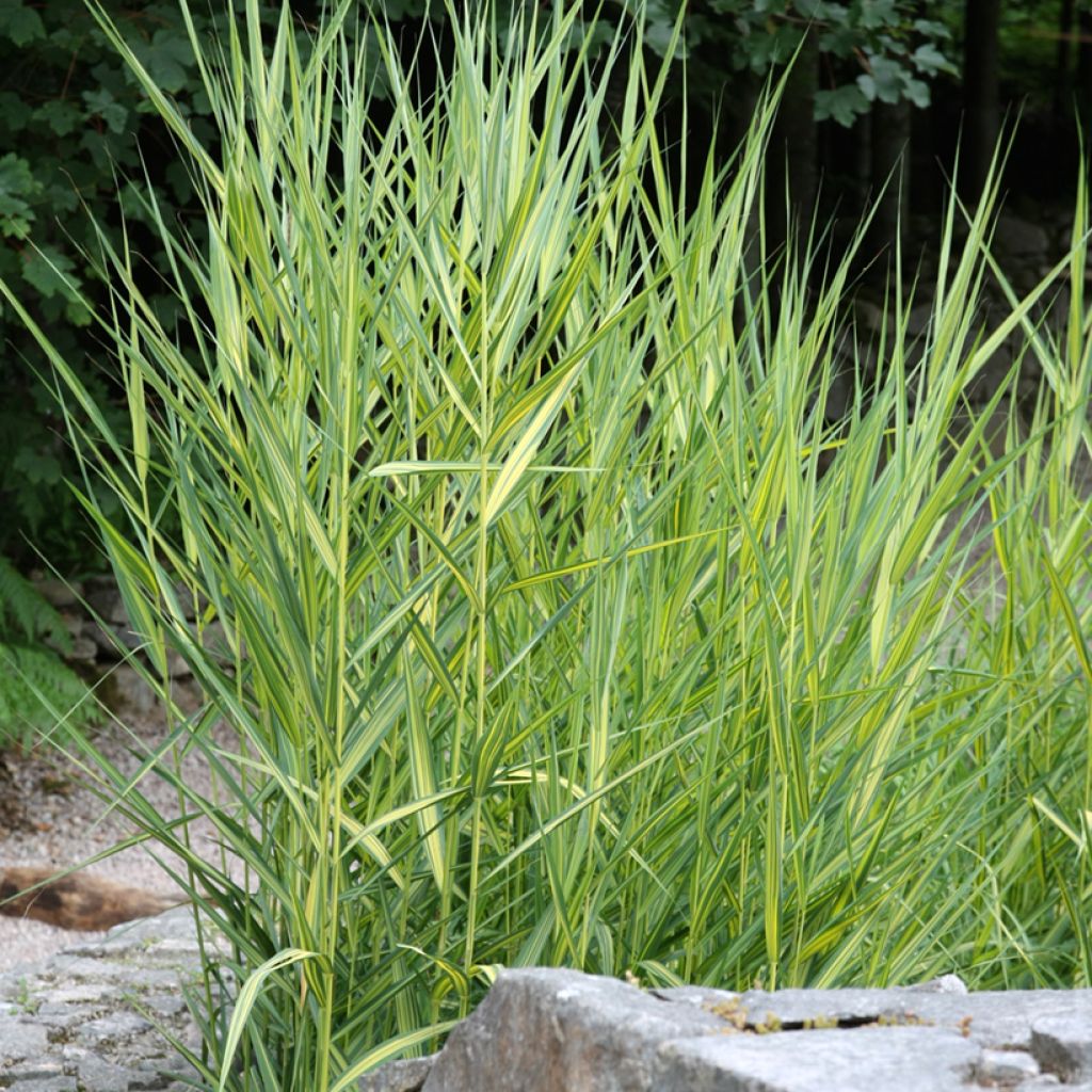 Phragmites australis Variegatus - Roseau panaché