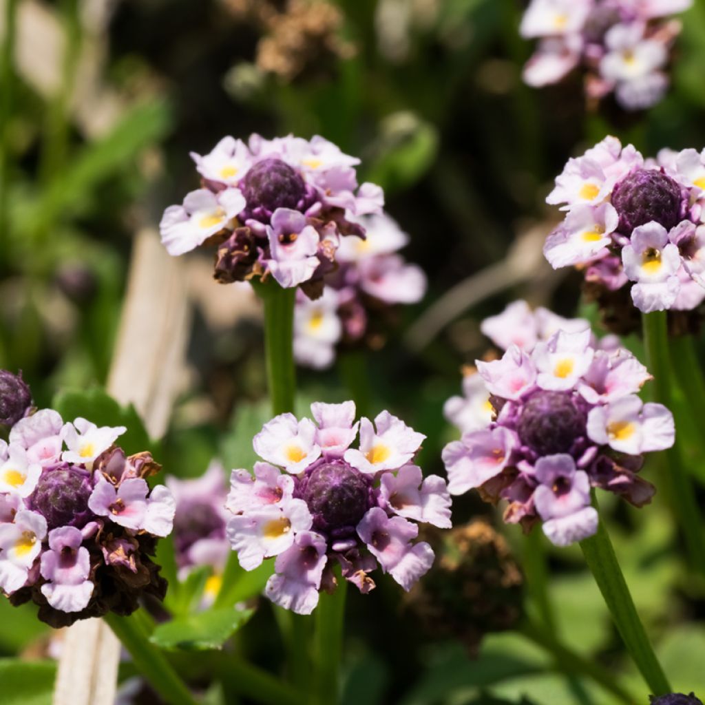 Phyla nodiflora var. canescens - Lippia nodiflora