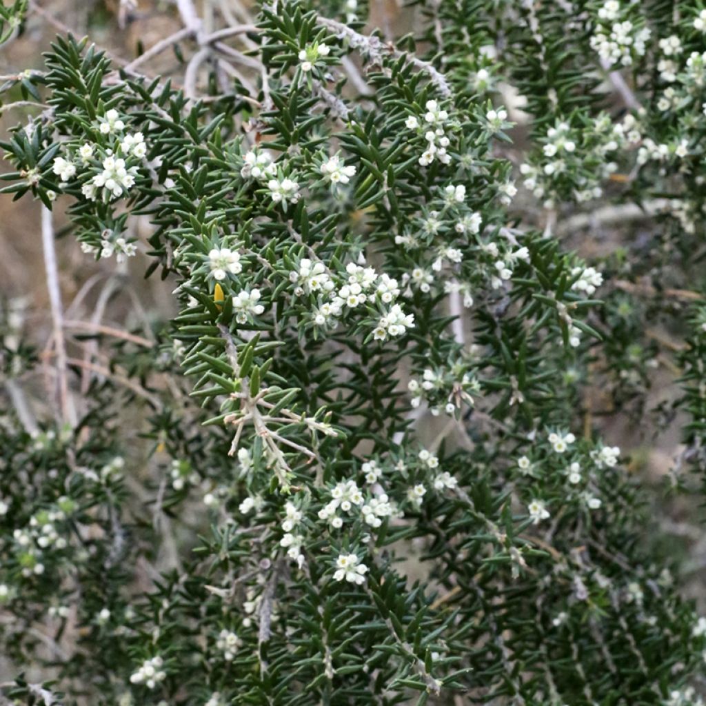 Phylica ericoides - Bruyère du cap