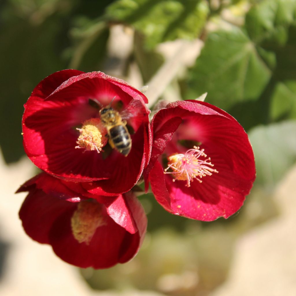 Phymosia umbellata 