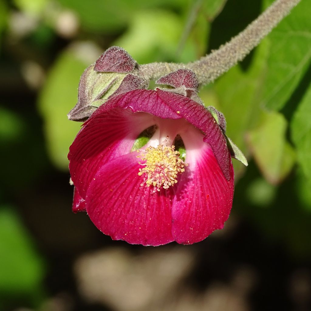 Phymosia umbellata 