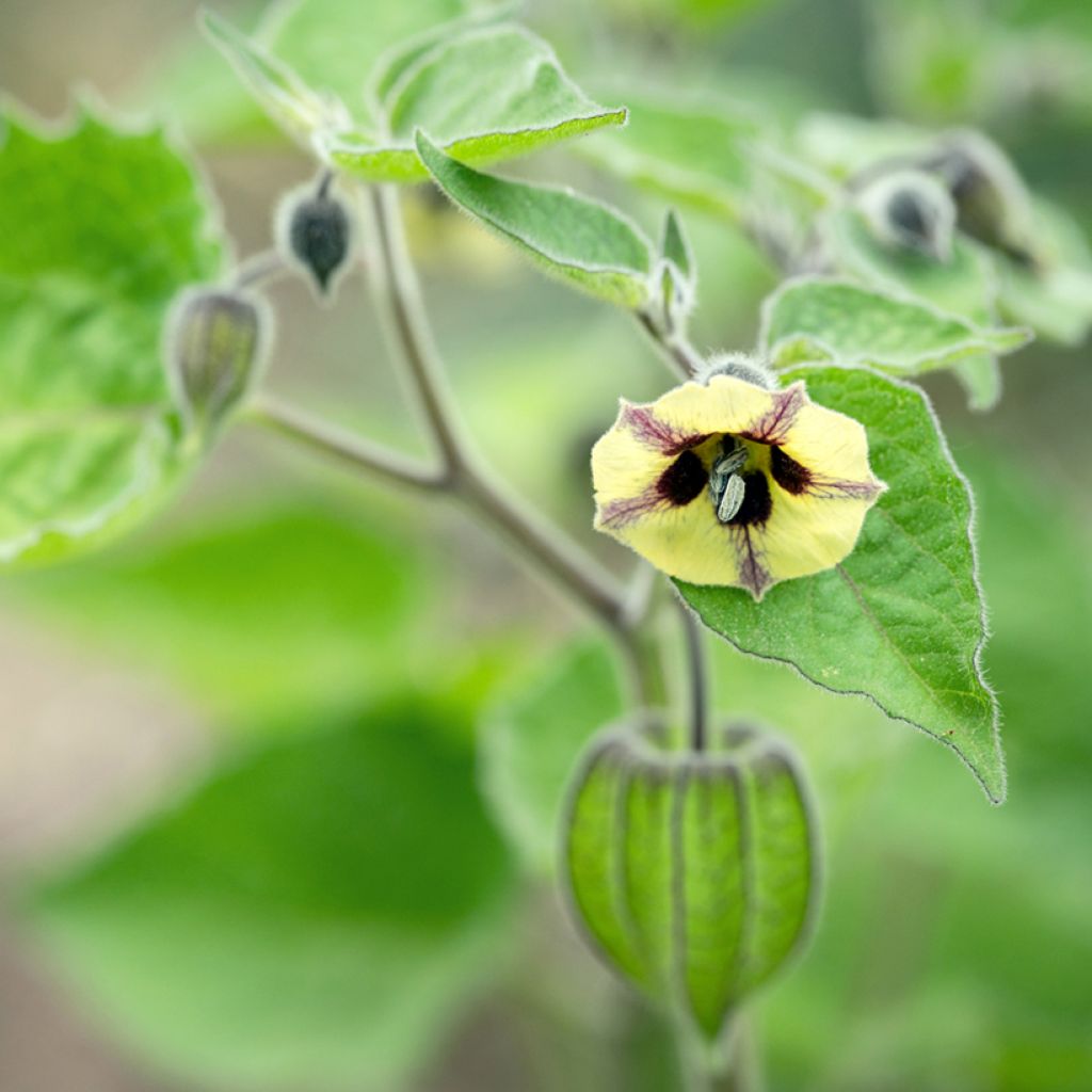 Physalis peruviana - Coqueret du Pérou