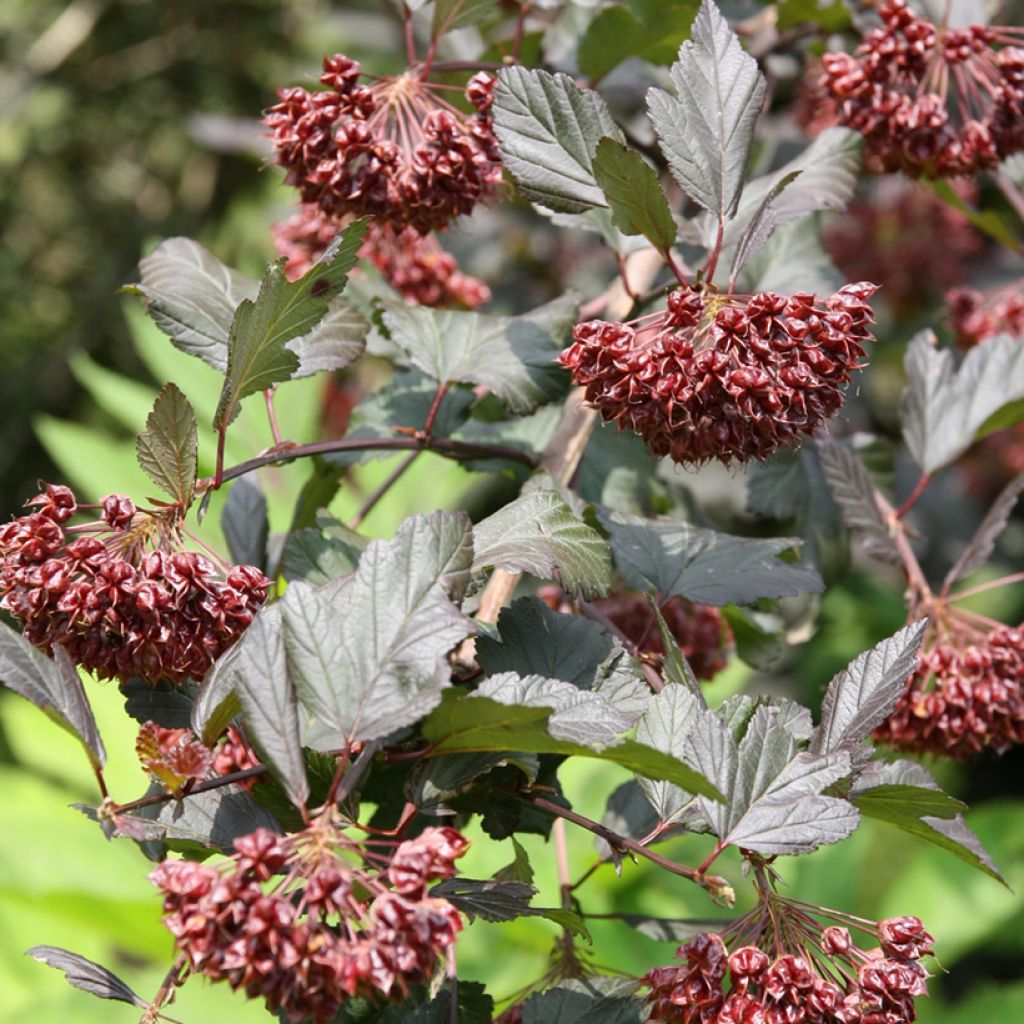 Physocarpus opulifolius Diabolo - Physocarpe à feuilles pourpres