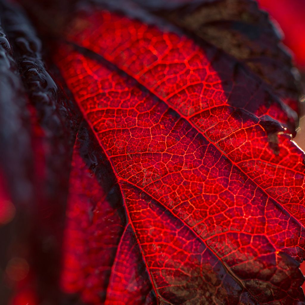 Physocarpus opulifolius Fireside - Physocarpe à feuilles d'obier