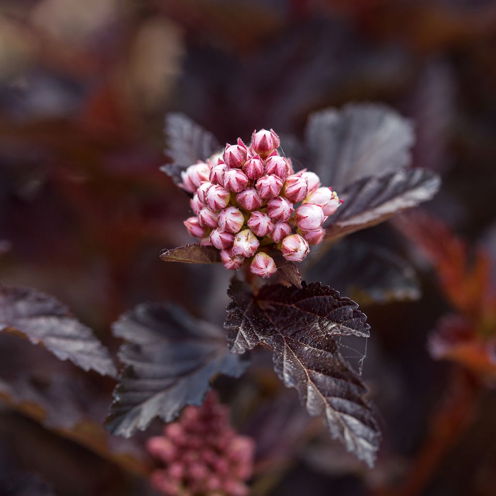 Physocarpus opulifolius Fireside - Physocarpe à feuilles d'obier