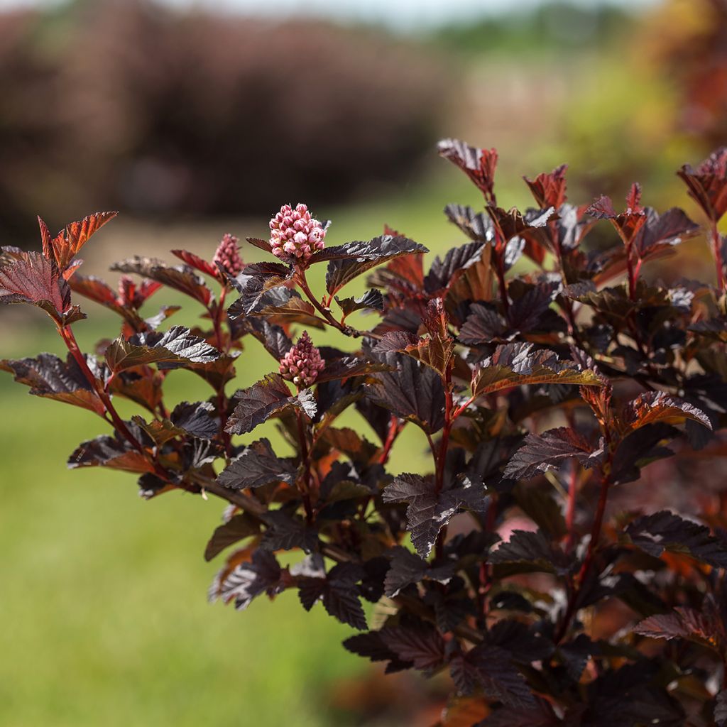 Physocarpus opulifolius Fireside - Physocarpe à feuilles d'obier