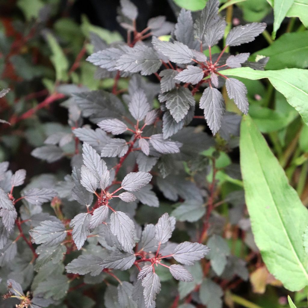 Physocarpus opulifolius Little Joker - Physocarpe nain