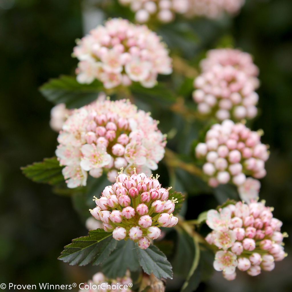 Physocarpus opulifolius Tiny Wine - Physocarpe