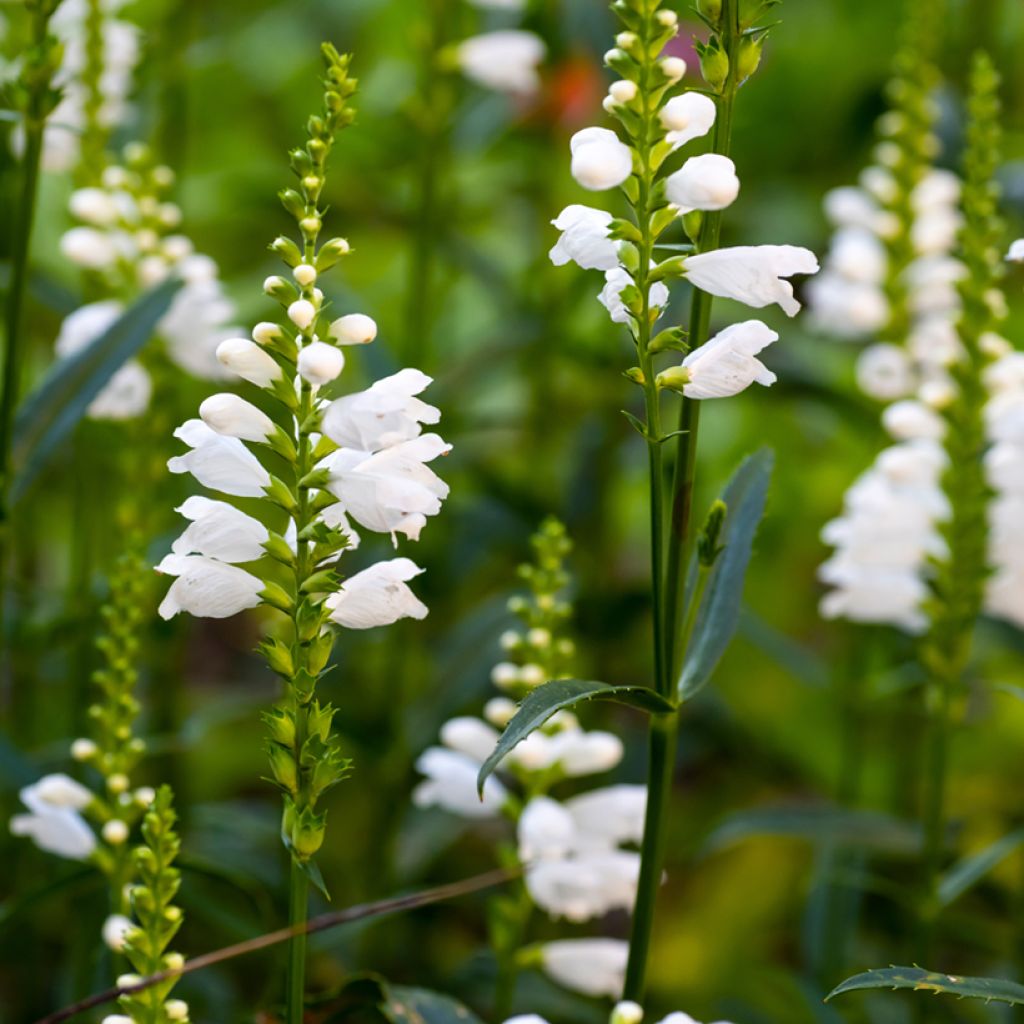 Physostegia virginiana Miss Manners - Cataleptique