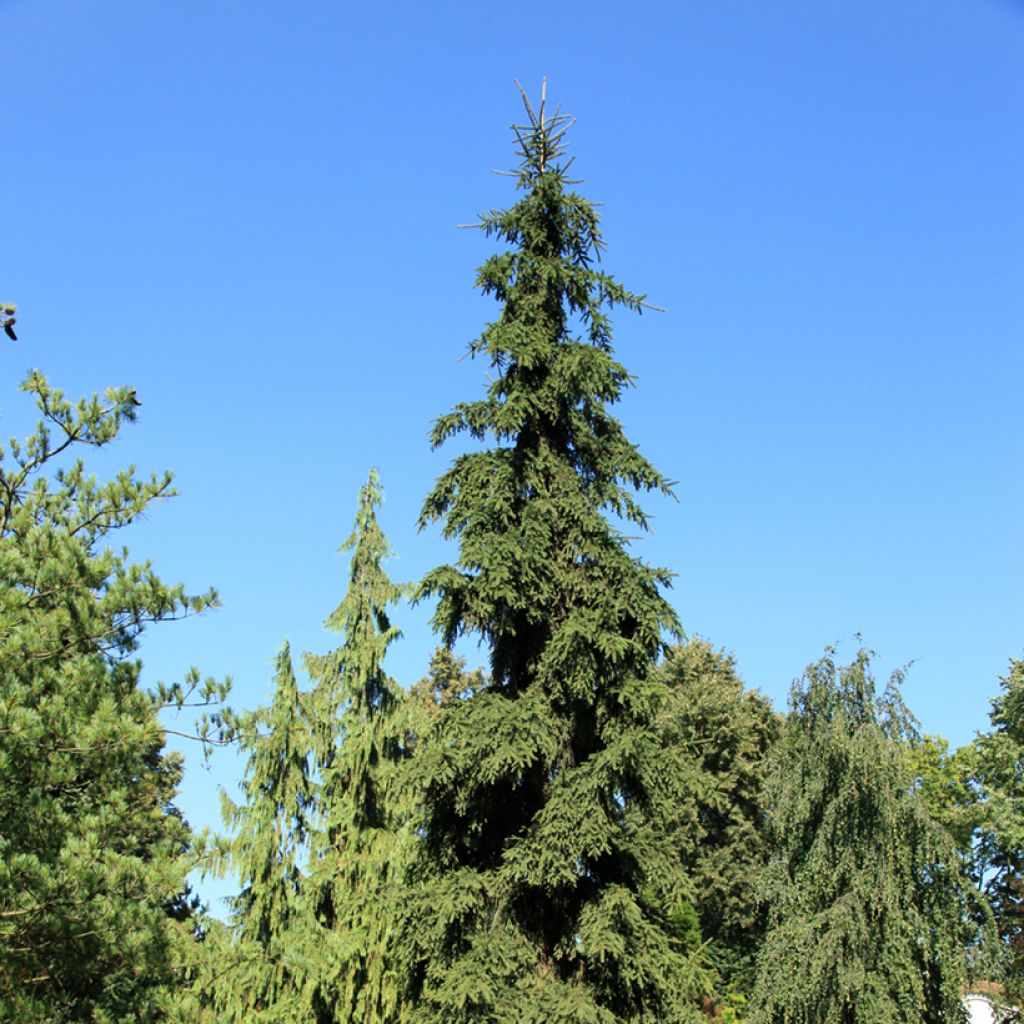 Epicéa commun - Picea abies Rothenhaus (Rothenhausii)