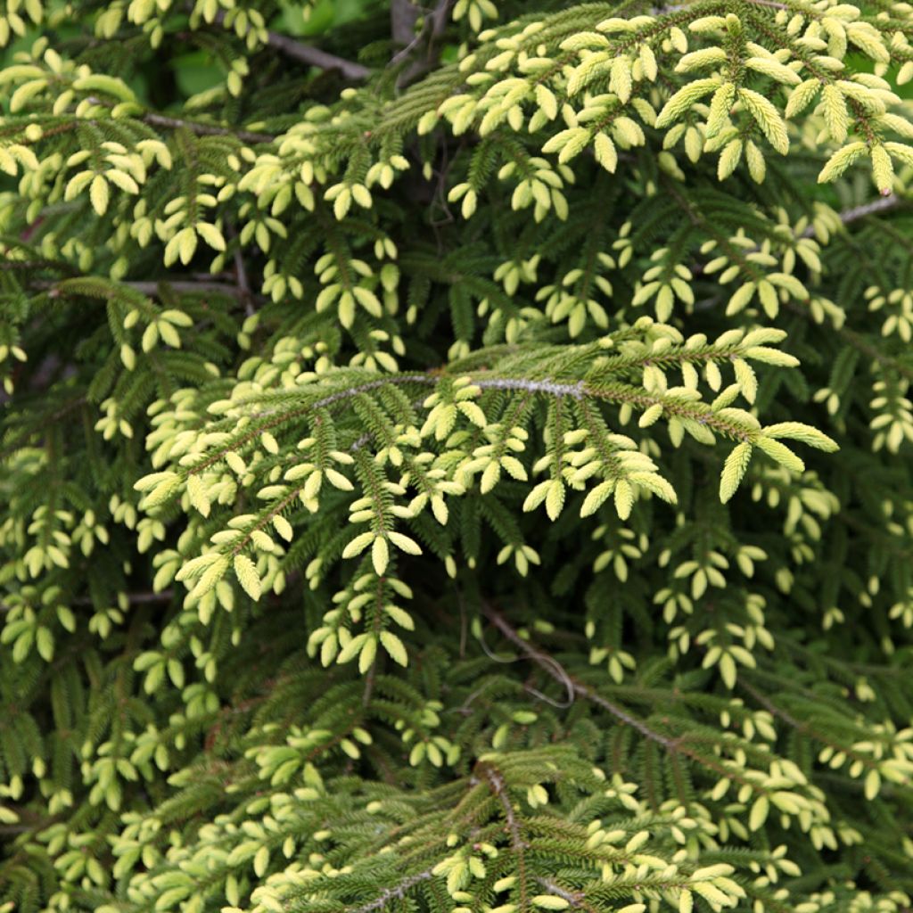 Picea orientalis Summergold - Sapinette d'Orient