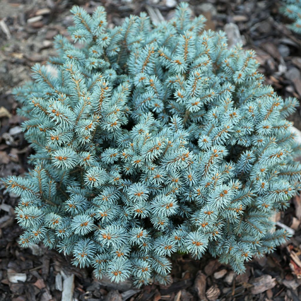 Epicéa bleu - Picea pungens Tokarz