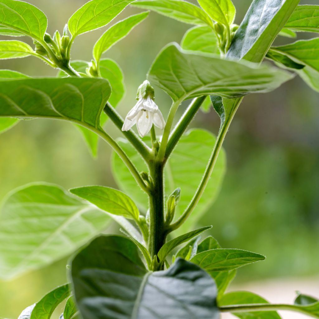 Piment Krakatoa - Capsicum annuum