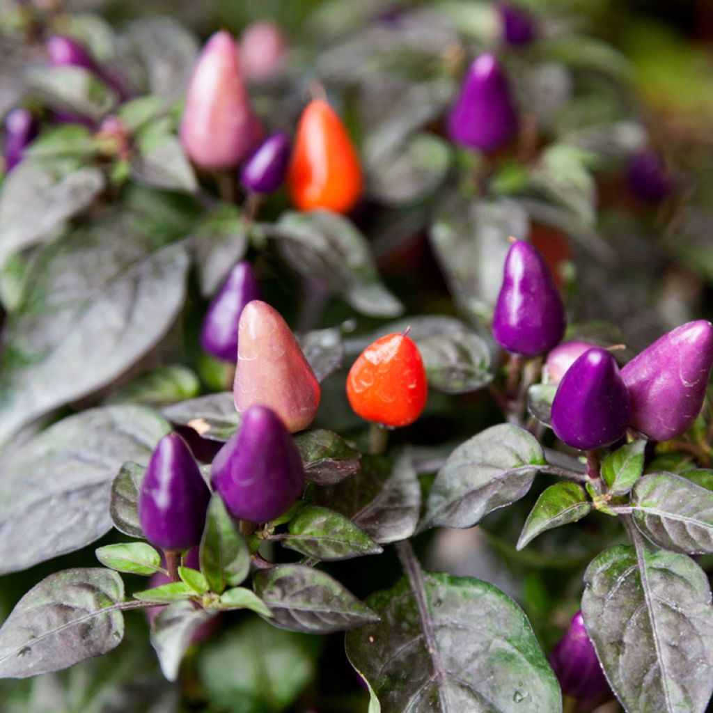 Piment Numex Twilight - Capsicum annuum