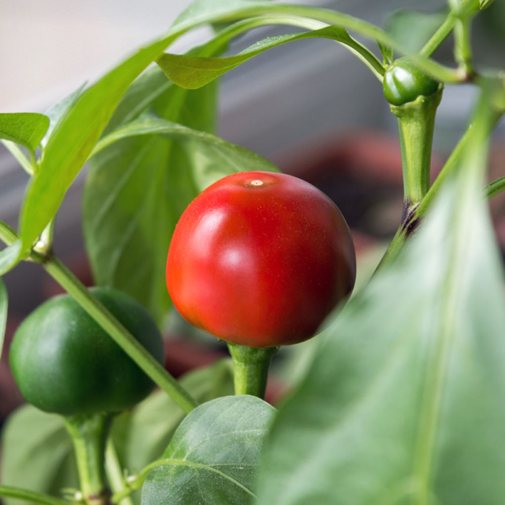 Piment Red Cherry Small Bio - Ferme de Sainte Marthe