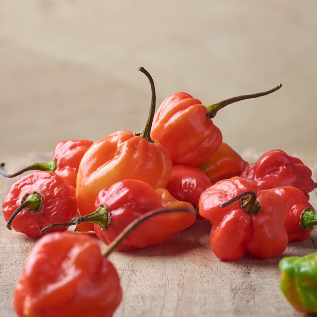 Piment Tropical Heat - Capsicum annuum