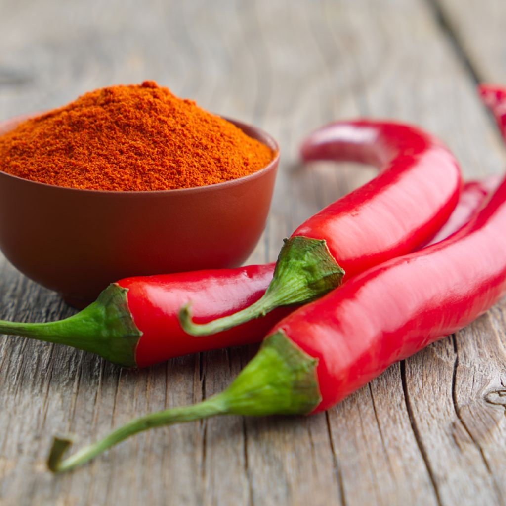 Piment de Cayenne BIO