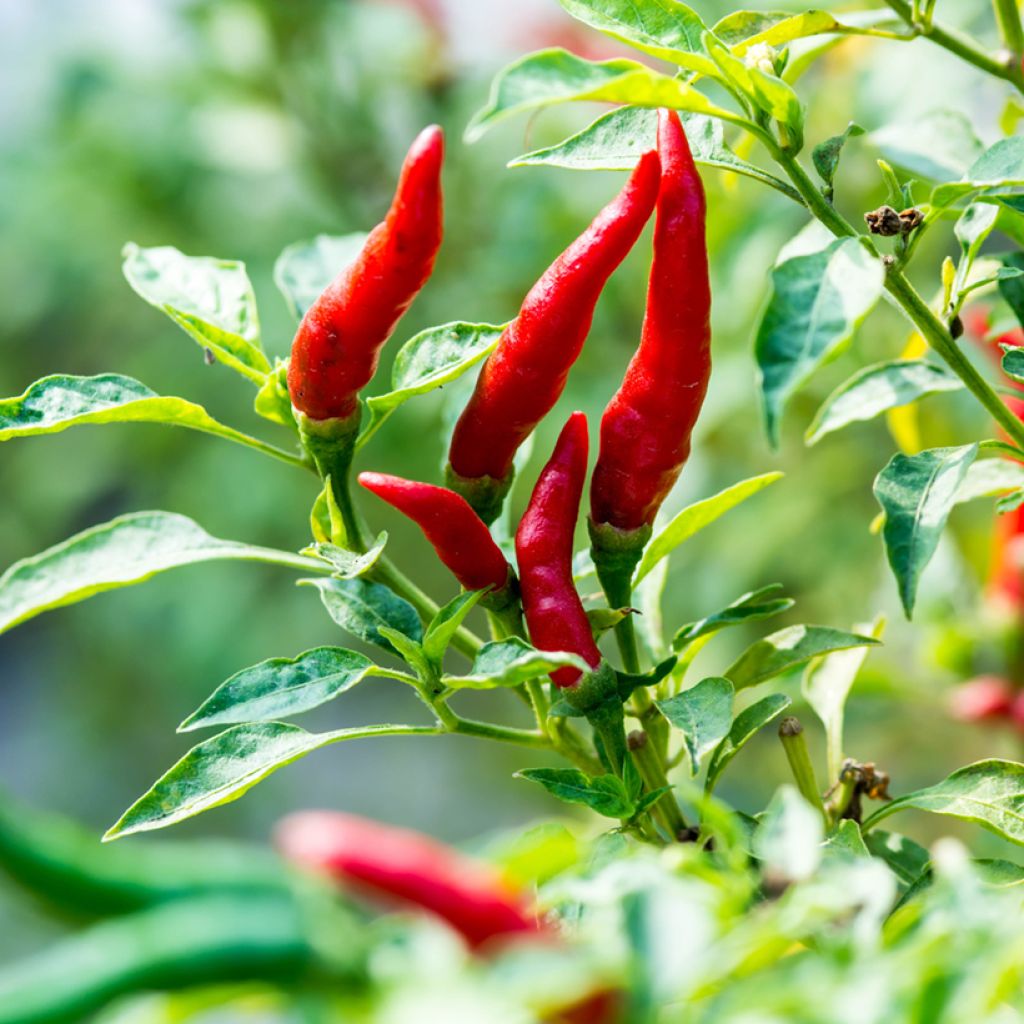 Piment de Cayenne Bio - Ferme de Sainte Marthe